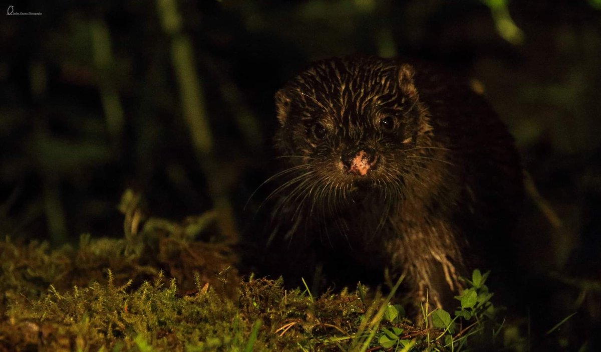 Otters at night @RSPBScotland @Natures_Voice @ScotWildlife @BBCSpringwatch @Bot_Otters @CuteAnimaIVines