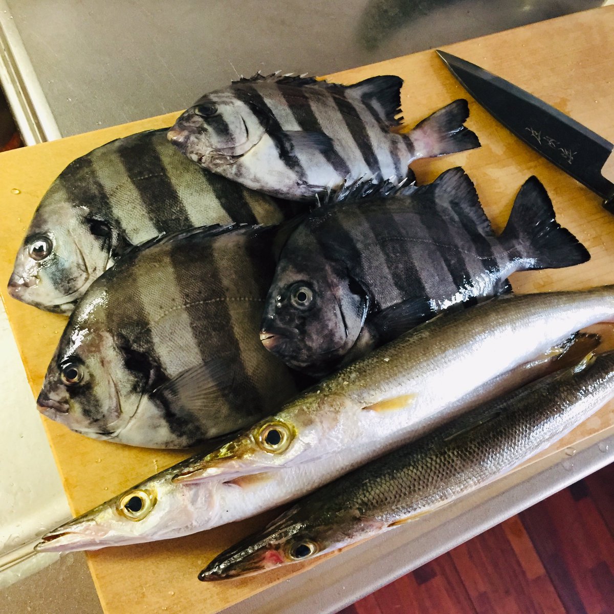 サトウ氏 旬 庄内浜産クチボソ 庄内浜産イシダイ若魚とカマス 私のイメージだとイシダイ若魚は 鶴岡市の魚屋では タカバ 酒田市の魚屋では ナナギリ と表記される ただ この魚の話し複雑と思われる タカバ派 鶴岡 石川 京都 ナナギリ派 酒田