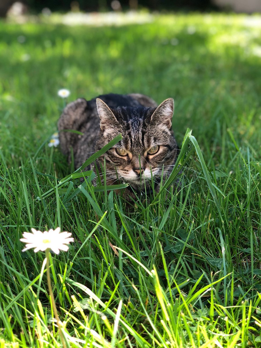 ChanthanThip's tweet photo. Bonjour les touittos, nous sommes à J-1 de l’opération d’extractions de plusieurs dents pour mon petit Tomy @bella_tomy , pendant ce temps sa grande sœur Bella regarde le jardinier s’affairer 😂. 
https://t.co/sQI9dIAgUL
#CatsOfTwitter https://t.co/YCStTXySRN
