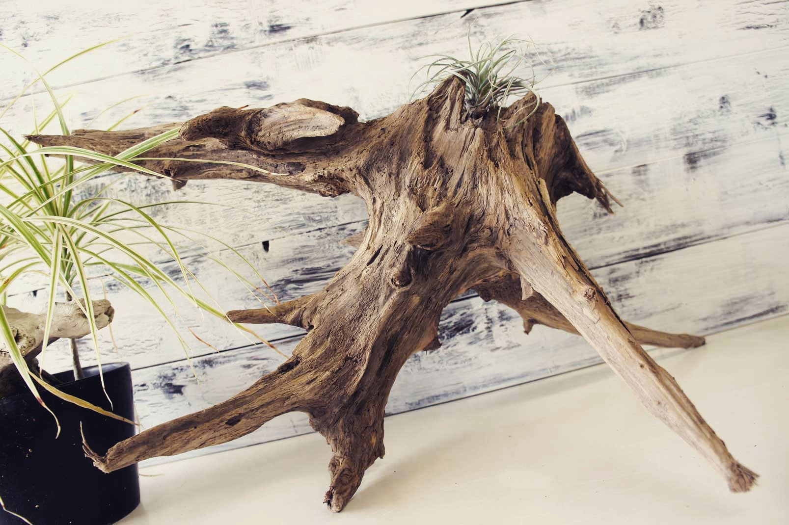 Wood Drops インテリア 流木 雑貨 観葉植物 エアプランツ ガーデニング 部屋作り ホーム 庭 自然 グリーン ウッド 夏 根っこ T Co Lugvqc1kiw Twitter