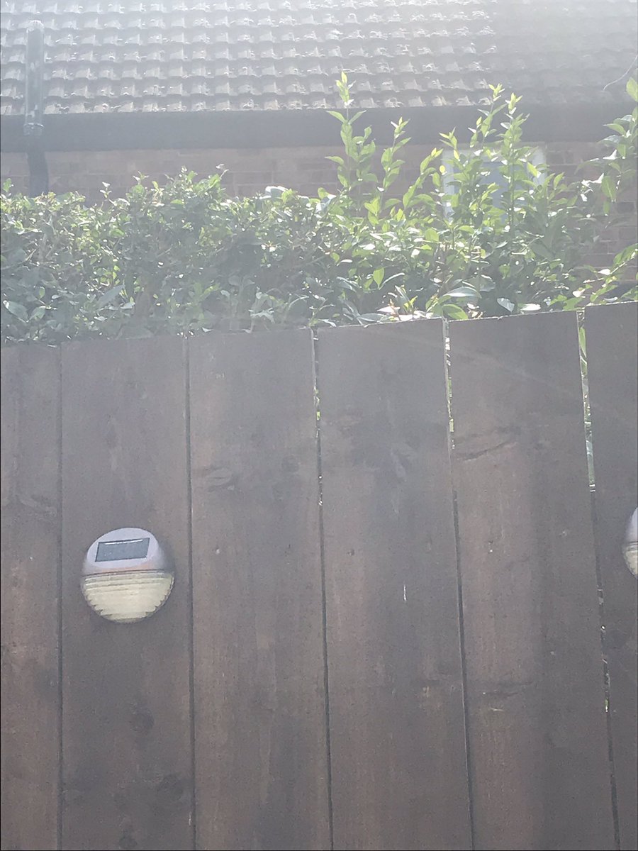 sarahLouise457's tweet photo. When you cut the hedge that’s not even on your side and you cannot reach the last bit because it’s out your reach 😭#headge #cutting #trimming #toofar #outofreach #😭 #last #bit https://t.co/g7OU1SkkdB