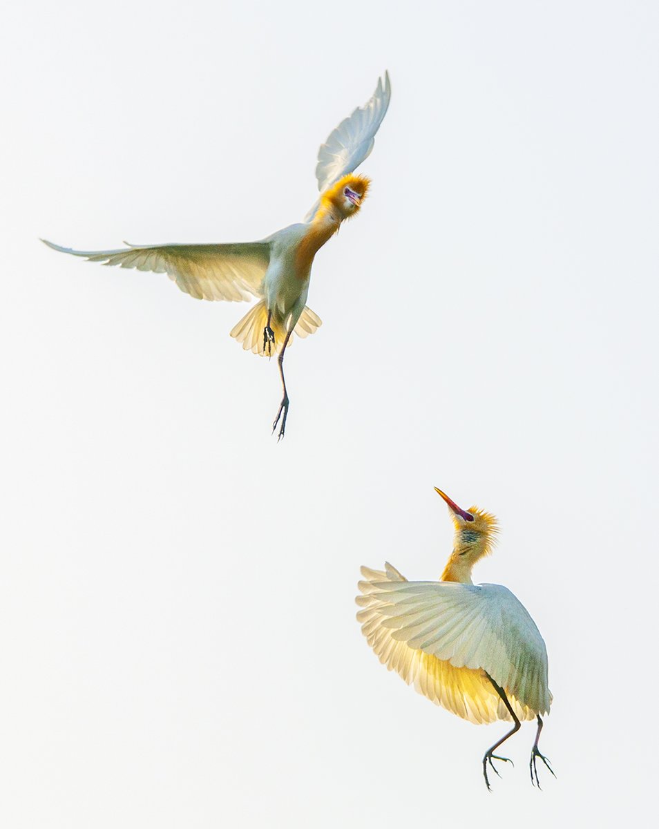 SATPAL__SINGH's tweet photo. This #photograph titled "Ballet on Wings" has been selected in top fifty at prestigious #Greenstorm #Nature #Photography #Contest 2020. This year the contest has received total 6811 entries from 52 #countries.

#photo_exhibition #winner #winning_photo #SatpalSingh #Nature_Photo https://t.co/WnaeD6lduq