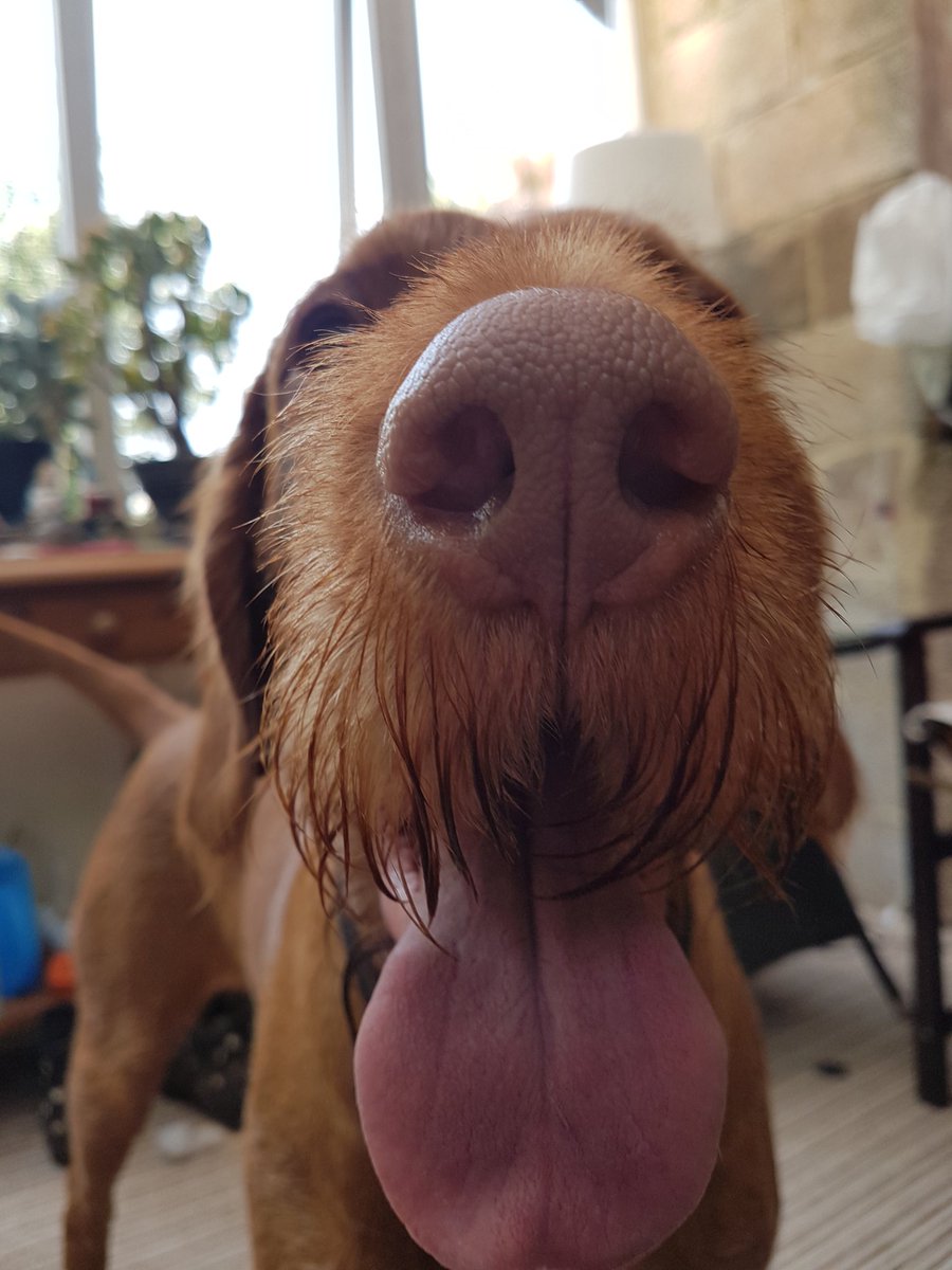 GothKnitty's tweet photo. Did someone say #TongueOutTuesday... happy to oblige #dogs #dogsoftwitter #vizsla https://t.co/NZlLSBwQ7V