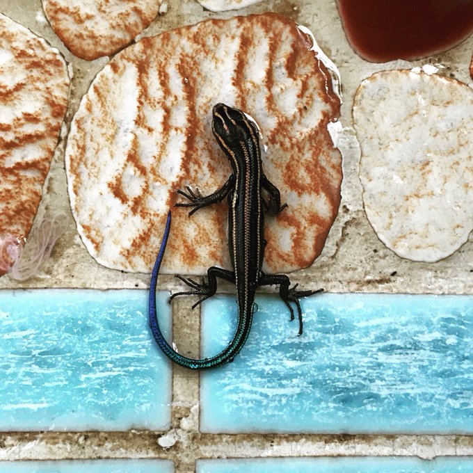 ワンダと巨像のtwitterイラスト検索結果 古い順