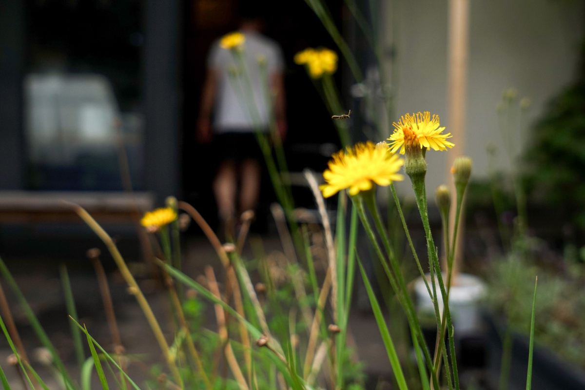 Vor der Saatgutkonfetti-Fabrik sind einige der 24 Pflanzen gewachsen, deren Samen sich in unserem Konfetti befindet. Der Herbstlöwenzahn ist eine davon. 🌼

#saatgutkonfetti #makefriendswithplants