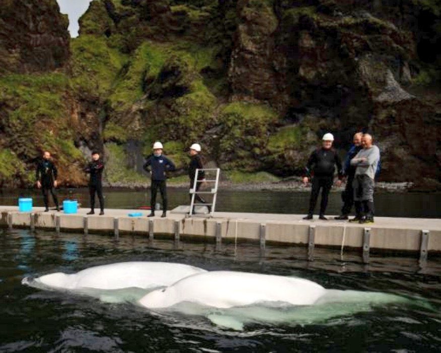 ErikCarlsson's tweet photo. Efter tio år i en kinesisk bassäng räddas vitvalarna Lilla grå och Lilla vit och släpps ut i en stor havsvik utanför Island. https://t.co/vy8t5hkGrx