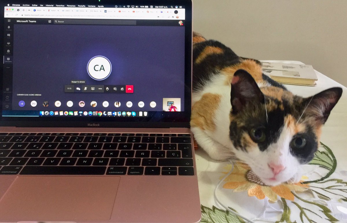 SPaezLeal's tweet photo. Maya 🐱 in class with #mystudentslaw of #LegalText
@UnabDerecho https://t.co/yvuKTfVG4F