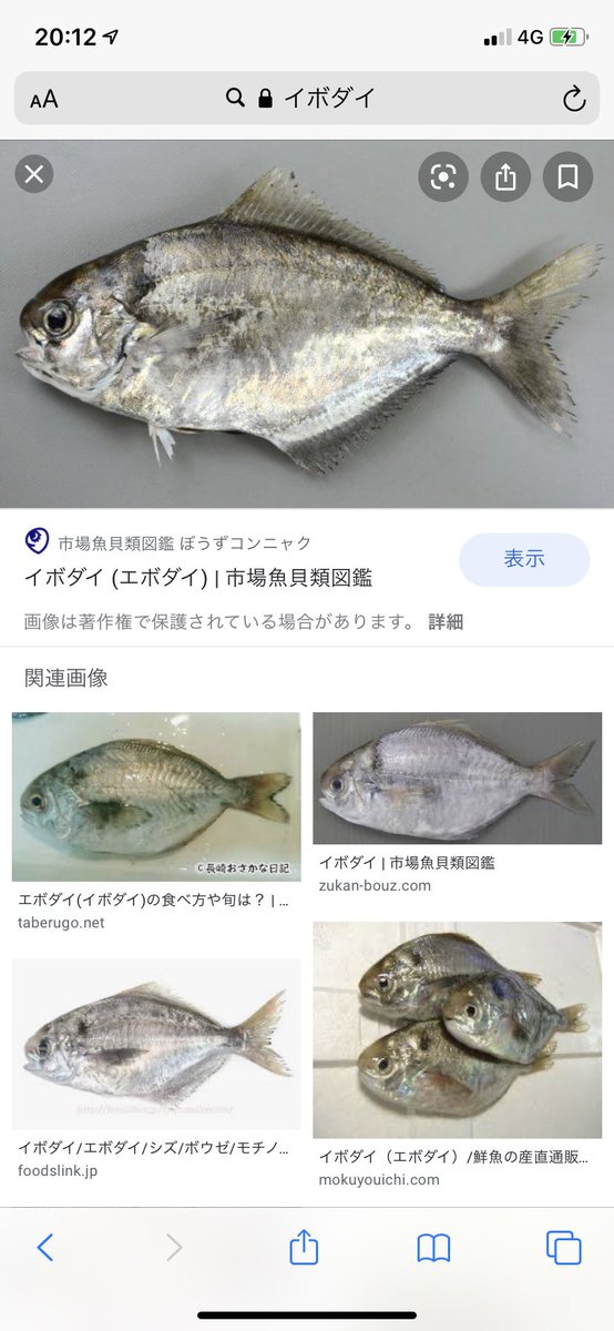 わくわくきのこランド イボダイ エボダイ かー 昔は一杯獲れたけど今なかなか獲れないと聞きますよ 干物にすると超旨いよね お刺身お味はどうでしたか わくわくきのこランド イボダイ エボダイ かー 昔は一杯獲れたけど今なかなか獲れないと聞きますよ 干物にすると超旨いよね お刺身お味はどうでしたか