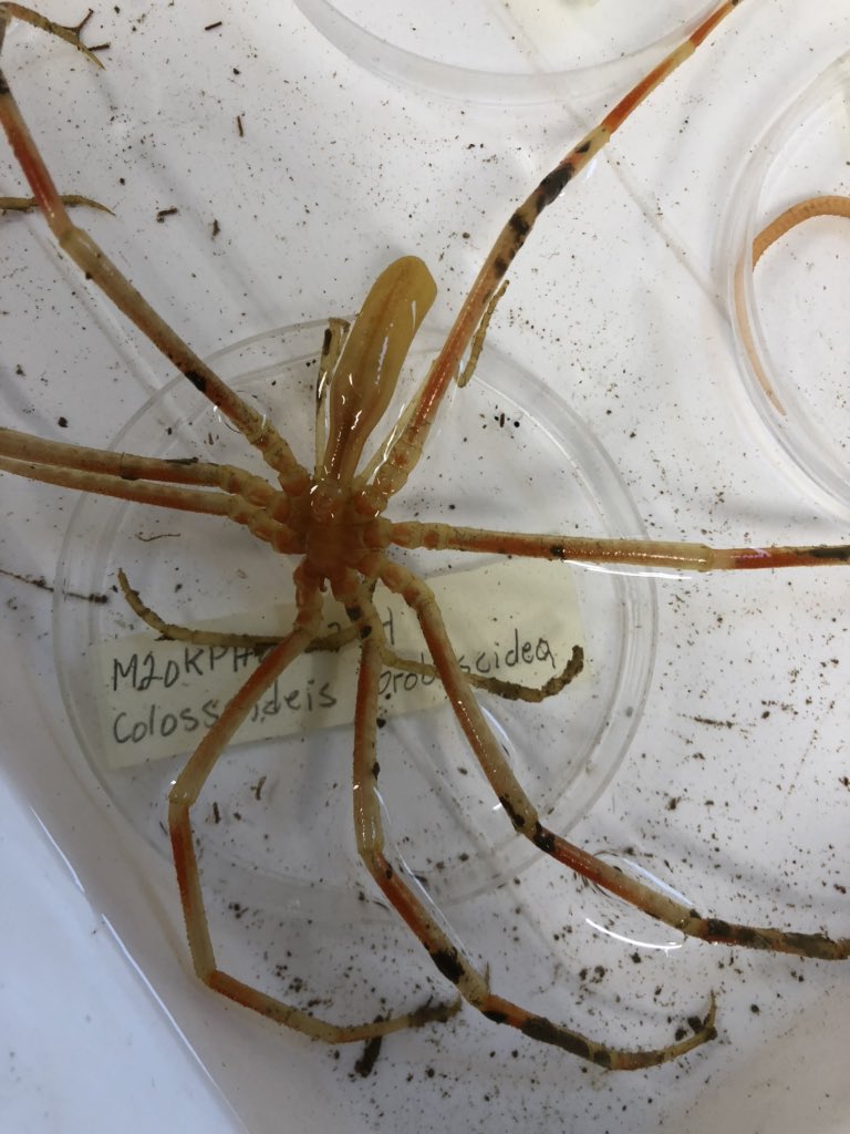 Sea spider in the lab #BiodiscoveryCruise2020 #seaspider #havedderkopp 👀 😊 #ffkronprinshaakon