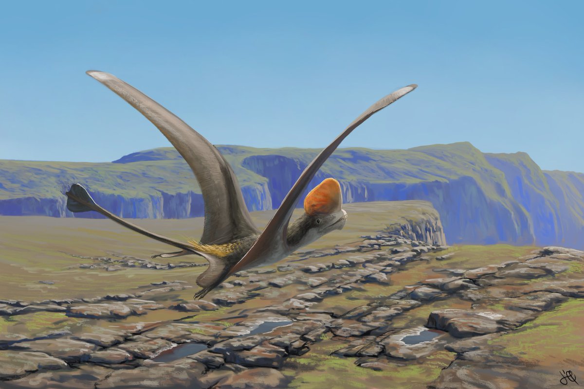  @tupandactylus , pterosaur art simply too good for this world.