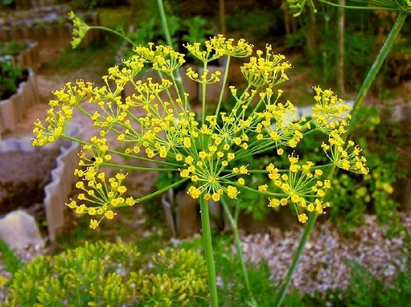 TJardineria's tweet photo. Eneldo ( anethum #graveolens ) Ficha Técnica Y Cuidados https://t.co/aEtBszHdks #albahaca #aloevera #aneethun #arnicamontana #avenasativa https://t.co/8Jf8umXhi2