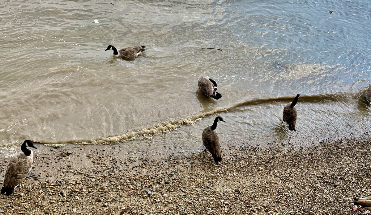 They’re amazingly beautiful  #BestWildlifeSelfie ...A long walk will never be long if what you see around you is a wonderful nature... #NursesActive #ImperialActive #ImperialPeople &ndash; bei  Putney Embankment