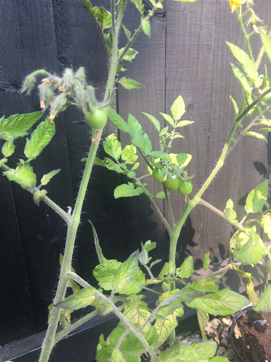 PickwellClaire's tweet photo. We have Tomato’s growing 😍@MISS__BROWN17 Fraser is happy with himself. https://t.co/TE9L0wy1y7