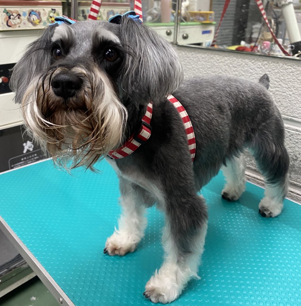 看板犬ジョルぼん ランカちゃん ゴールデンなお休みどこかへ行ってしまった頃でしたね 京都 トリミング シュナウザー ディズニーランドおあずけでした 看板犬ジョルぼん ランカちゃん ゴールデンなお休みどこかへ行ってしまった頃でしたね 京都 トリミング シュナウザー ディズニーランドおあずけでした