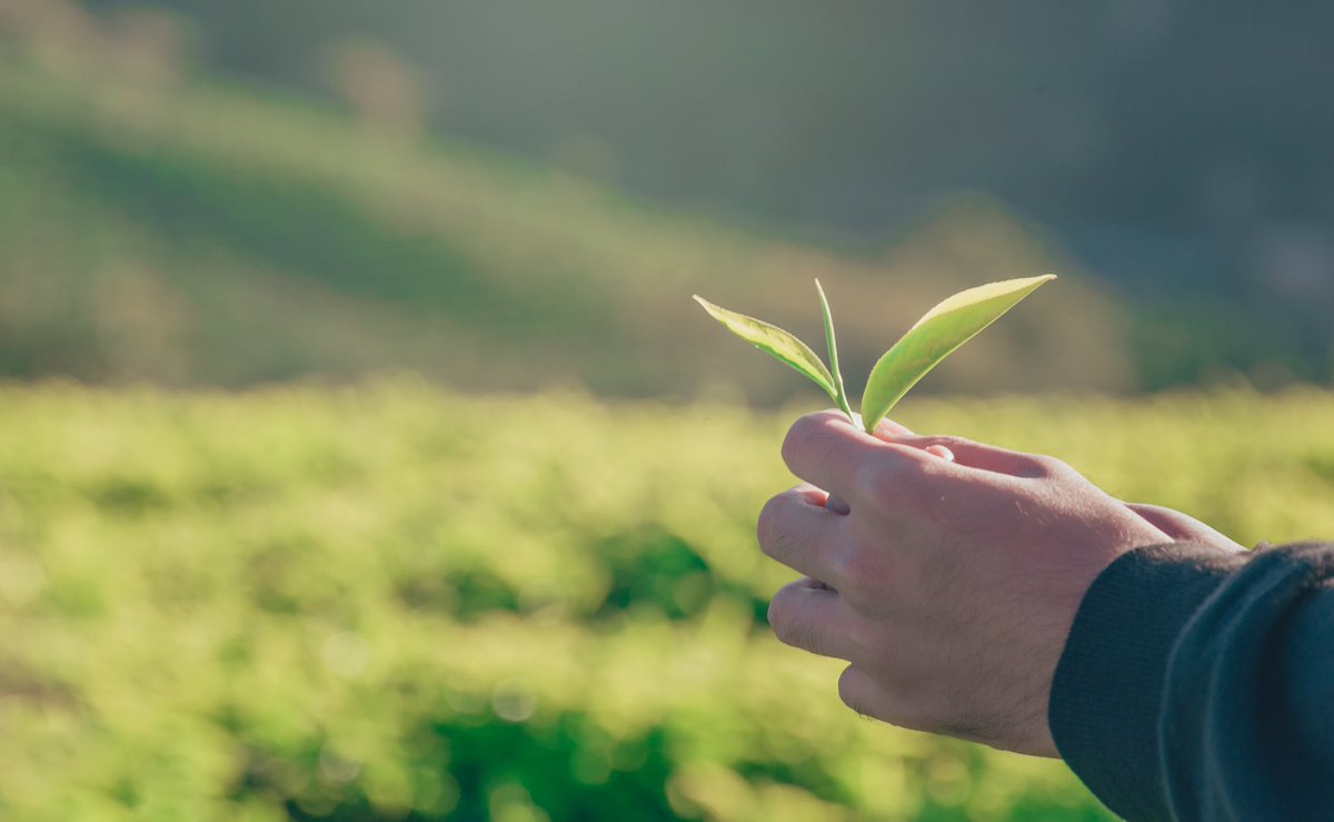 Greenlife Industry Australia (@greenlife_au) on Twitter photo New <a href="/Hort_Au/">Hort Innovation</a> project ‘Developing Nursery Career Pathways’ is set to draw on the interest of current and future industry leaders and showcase the opportunities that come with a career in greenlife. Find out what’s ahead and how you can get involved: bit.ly/2Xl5wBW New <a href="/Hort_Au/">Hort Innovation</a> project ‘Developing Nursery Career Pathways’ is set to draw on the interest of current and future industry leaders and showcase the opportunities that come with a career in greenlife. Find out what’s ahead and how you can get involved: bit.ly/2Xl5wBW