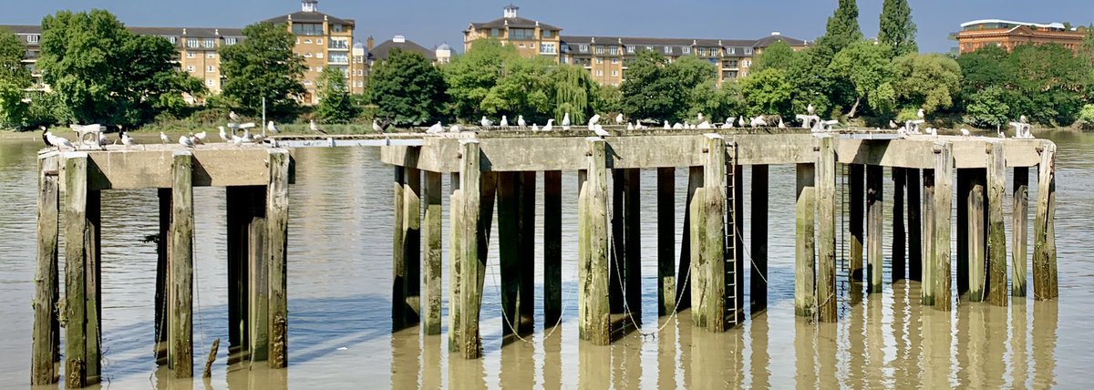 Walking and at the same time clicking the button of my phone’s camera to take photos is music to my ears... char... #NursesActive  #ImperialActive #ImperialPeople  #BestWildlifeSelfie