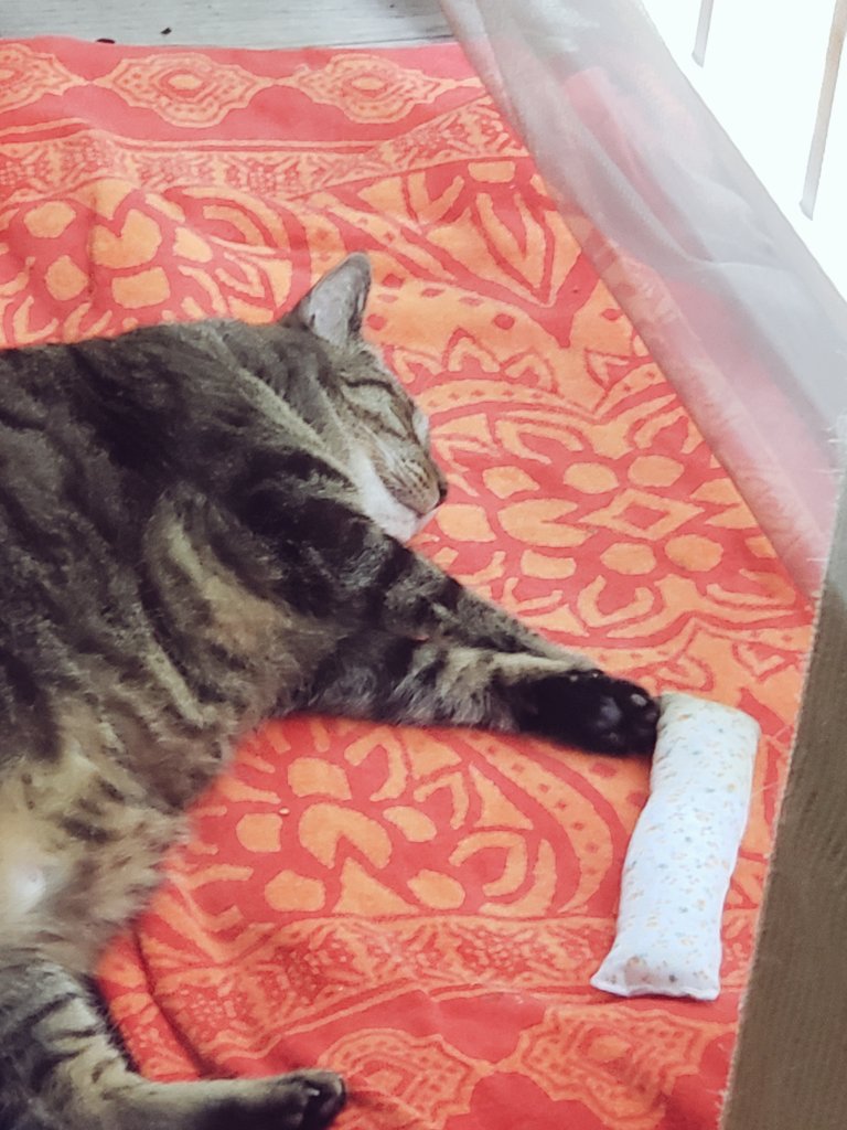 BeccaRichards14's tweet image. @CraftyJas I don't know what is your catnip but my cat is knocked OUT and the package just arrived!!! #niphead 😹😹😹