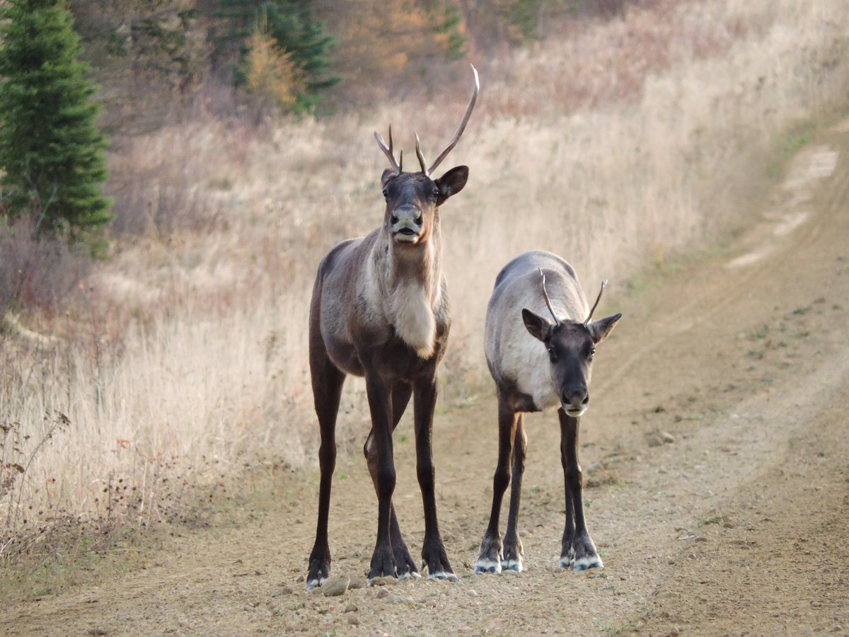 Abundant research shows  #caribou are going down the drain fast. Man-made disturbance is to blame, at least for the rapid contemporary portion of the declines. https://www.nrcresearchpress.com/doi/full/10.1139/cjz-2013-0123#.XzLAQhNKhMM https://doi.org/10.1111/j.1365-2486.2009.01974.x