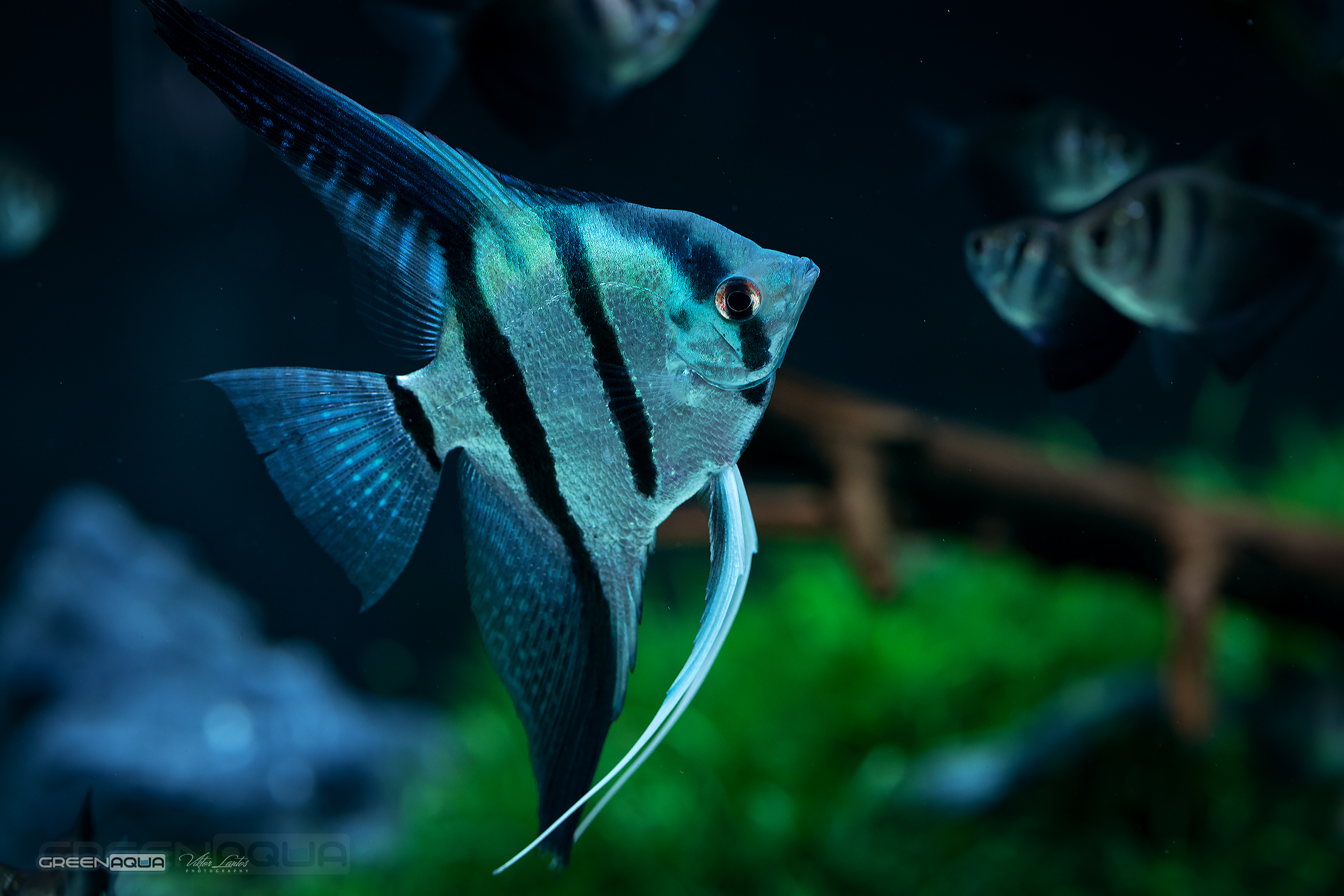Blue zebra angelfish for sale sales