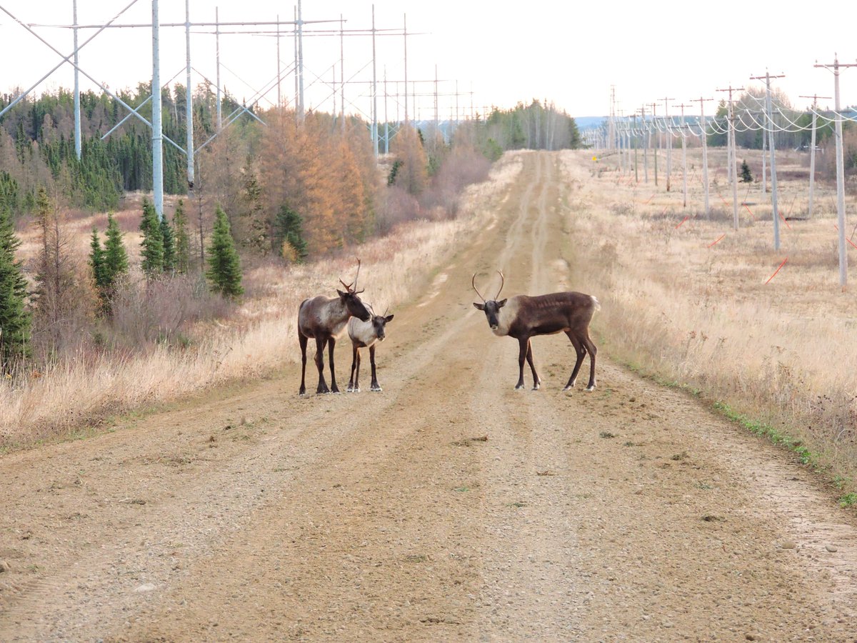 So, the choices are few:1.Kill the wolves to stop the predation.2.Give caribou a chance using maternity pens to protect the vulnerable littles.3.Restore disturbed habitat.