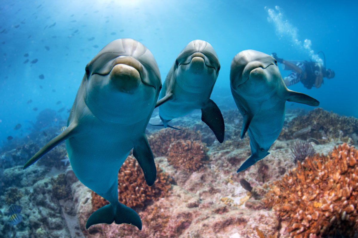 Groundbreaking study from Epitracker following analysis of 25 yrs of dolphin health data. Study <a href="/PNASNews/">PNASNews</a>, uncovers cutting-edge science that may help delay #aging in dolphins &amp; humans. Next up, how C15:0 may slow aging. Read the full paper: pnas.org/cgi/doi/10.107… #health