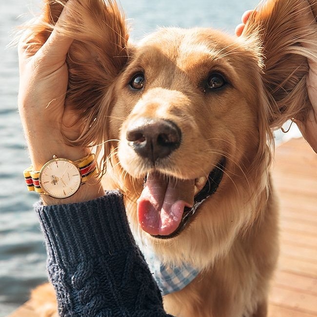 #dogsofinstagram #dogstagram #dogs #dog #dogsagram #doggo #doggy #puppylove #puppy #cute #cutedogs #animals #doglovers #doglover #labrador #labradorretriever #goldenretriever #goldenretrieversofinstagram #petsofinstagram #petlovers