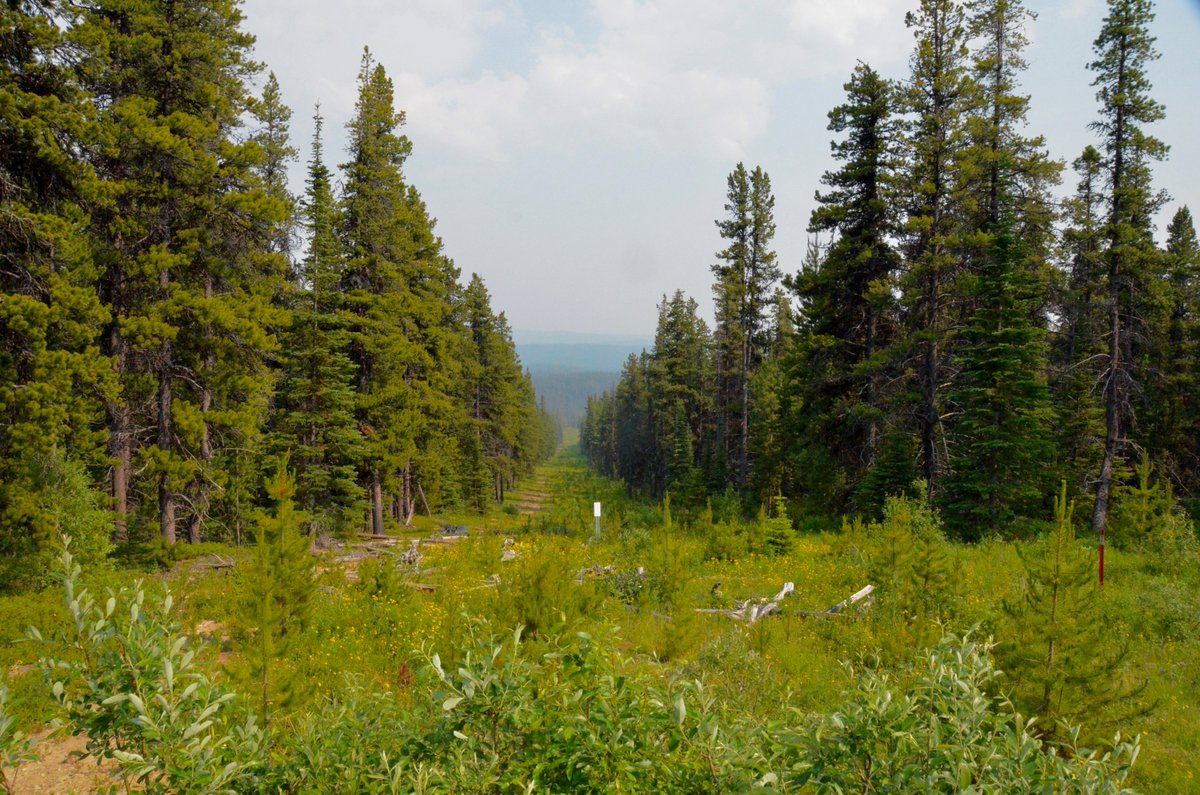 Well, it is. Industry is investing millions in seismic line restoration.  #oilandgas companies want people to buy gas, so they want to solve the  #caribou problem, so they can get market share!