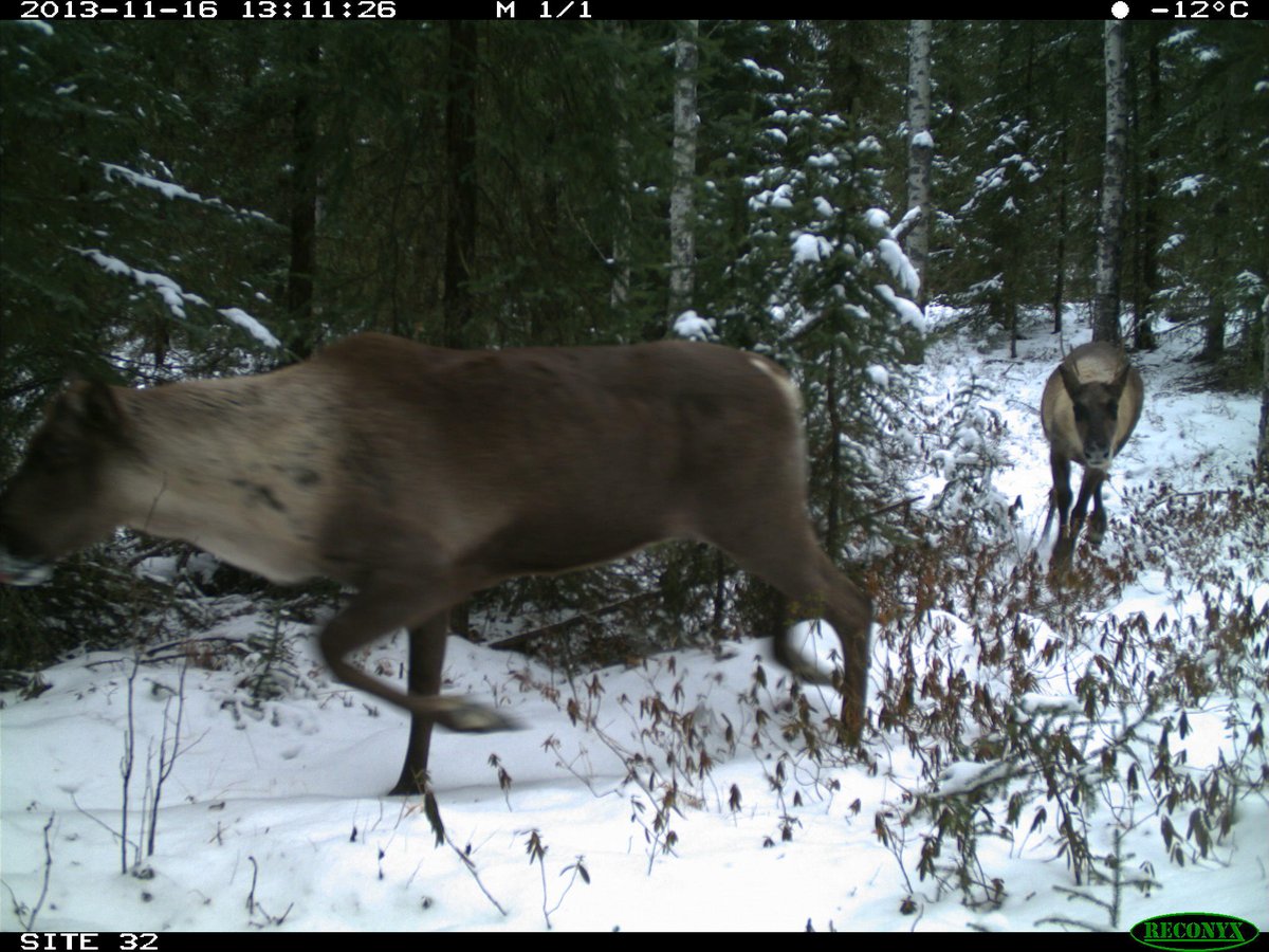 The evidence that it works to keep wolves off lines and protect  #caribou is also dodgy. It works maybe a little in the short term. Long term, restoration will likely work better… BUT https://doi.org/10.1016/j.biocon.2019.108295