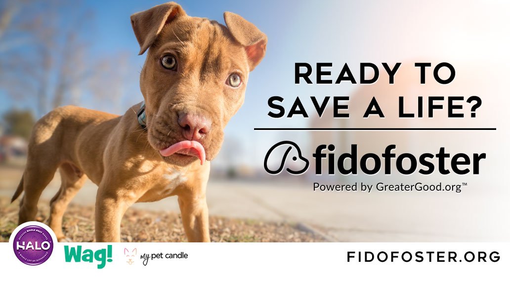 GreaterGoodorg's tweet photo. 🐾 https://t.co/m1Ggd9XcZn, the perfect one-stop resource for fostering and adopting dogs, is officially here! 🐶#FidoFoster provides training tricks and care tips for your new furry friend. BONUS!✨Enter our Walk and Wag Contest for a chance to win big!➡️https://t.co/BygqmVvVvz https://t.co/gnUtzmu1ks