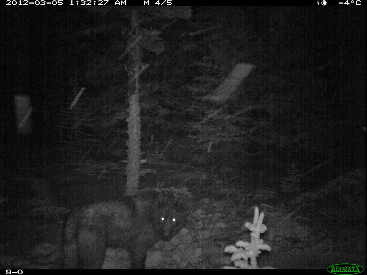 So –  #oilandgas industry is restoring lines. What immediate action is left for provinces, *within their constitutional bailiwick*? They can manage  #wildlife populations. By manage, I mean control. Lethal control, because locking up the wolves isn’t an option.