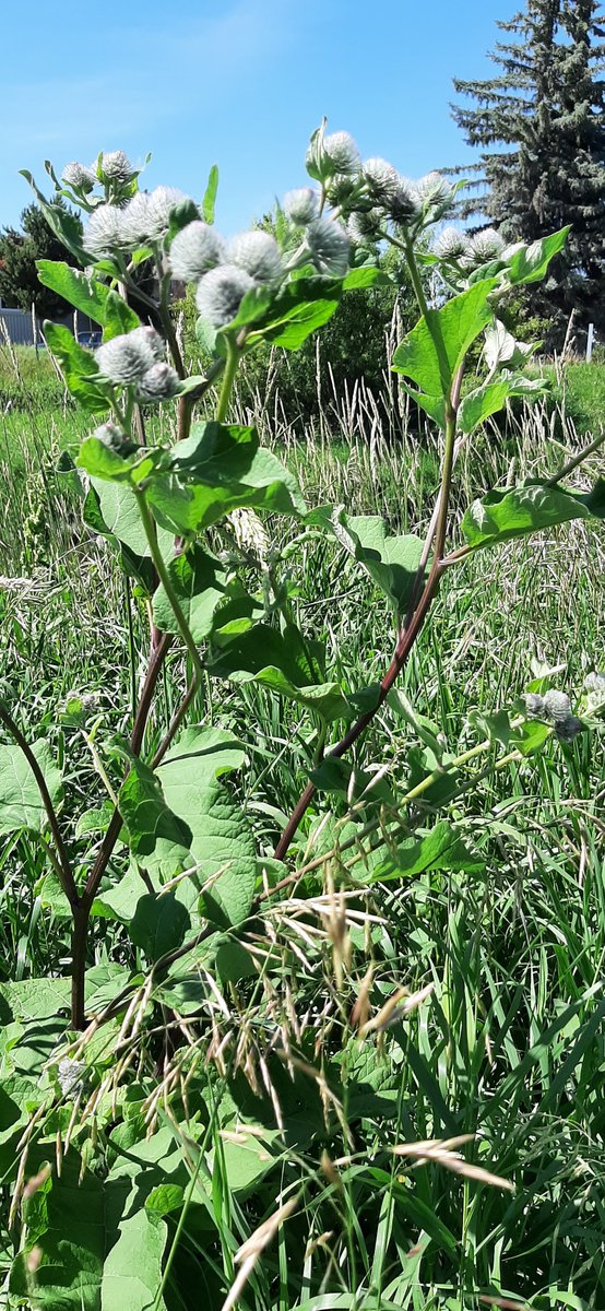 Thanks to MJ River Watersheds and all who came out to our Invasive Weed ID Walk along the SC Creek. We had a great day!