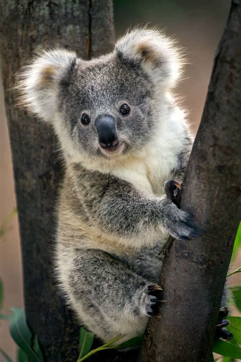 Calum Hood as koalas to cleanse your tl, a thread; I suck at captions, I am sorry 
