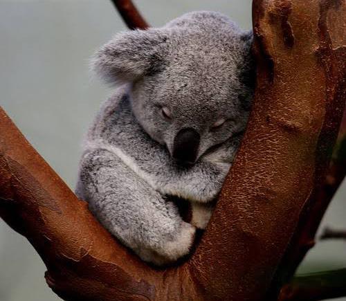 Sleepy koala and Calum