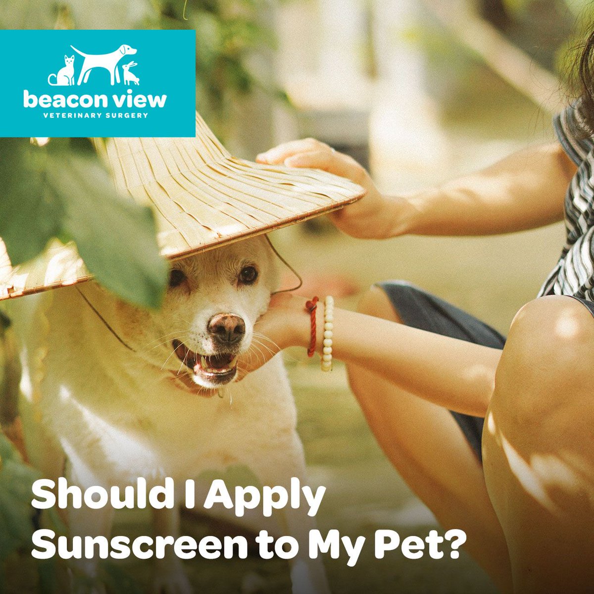 It’s always best to keep our pets out of the sun, but this isn’t always possible, especially with the hot weather we have had this year. Find out more about protecting your pet from the sun in our latest blog article buff.ly/31DLDHD