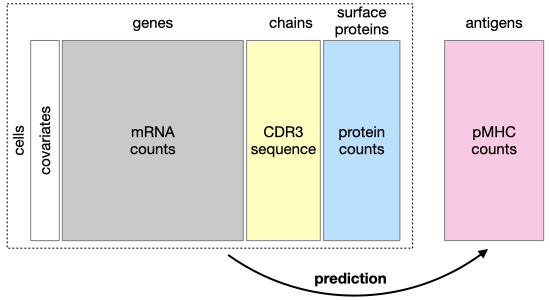 MolSystBiol's tweet photo. TcellMatch: a deep‐learning algorithm predicting T-cell #AntigenSpecificity based on multimodal #SingleCell experiments --> https://t.co/6w63S4K1OD
@fabian_theis @HelmholtzMunich @TU_Muenchen
#TCellReceptor #Immunology https://t.co/24s3sGYjfS
