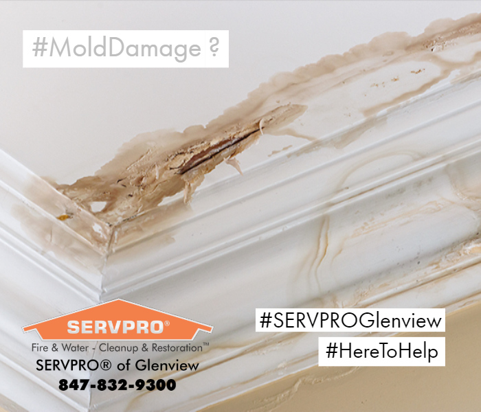 SERVPROGlenview's tweet photo. Water damage can quickly lead to mold damage. What to do? Call #SERVPROGlenview! #call8478329300
Our team has the equipment, expertise, and experience, and we are Here to Help®.
#waterdamage #moldmitigation #callservpro #heretohelp https://t.co/JiKwGjyFNY