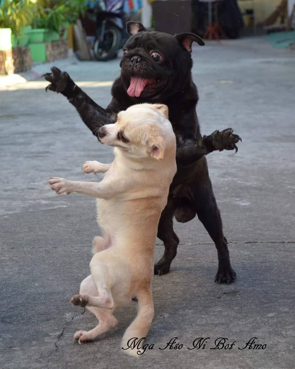 9GAG's tweet image. Dance for me, dance for me, dance for me, oh, oh, oh

📸 jericsadullo | IG