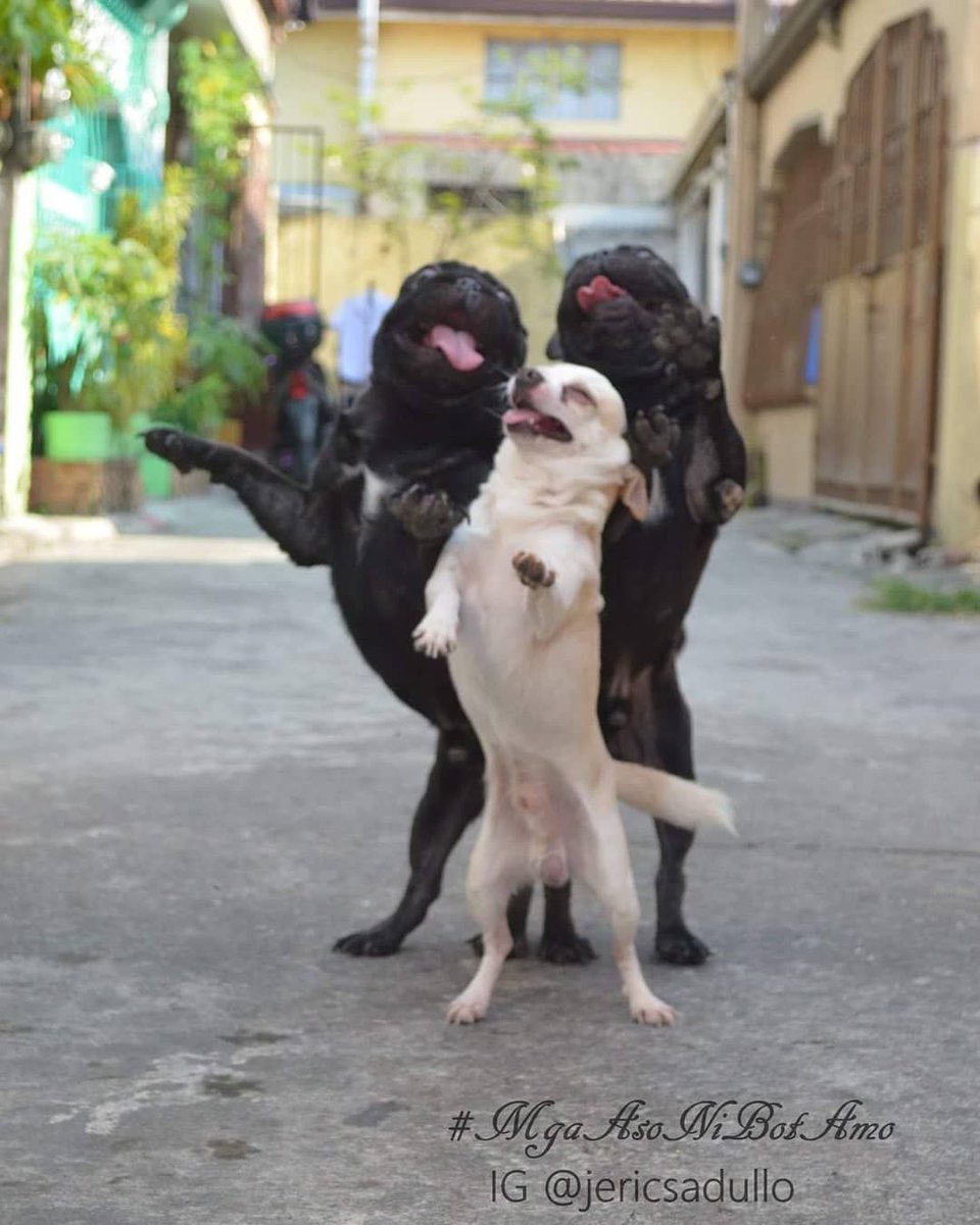 9GAG's tweet image. Dance for me, dance for me, dance for me, oh, oh, oh

📸 jericsadullo | IG