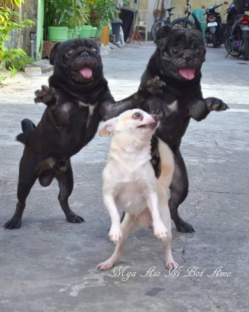 9GAG's tweet image. Dance for me, dance for me, dance for me, oh, oh, oh

📸 jericsadullo | IG