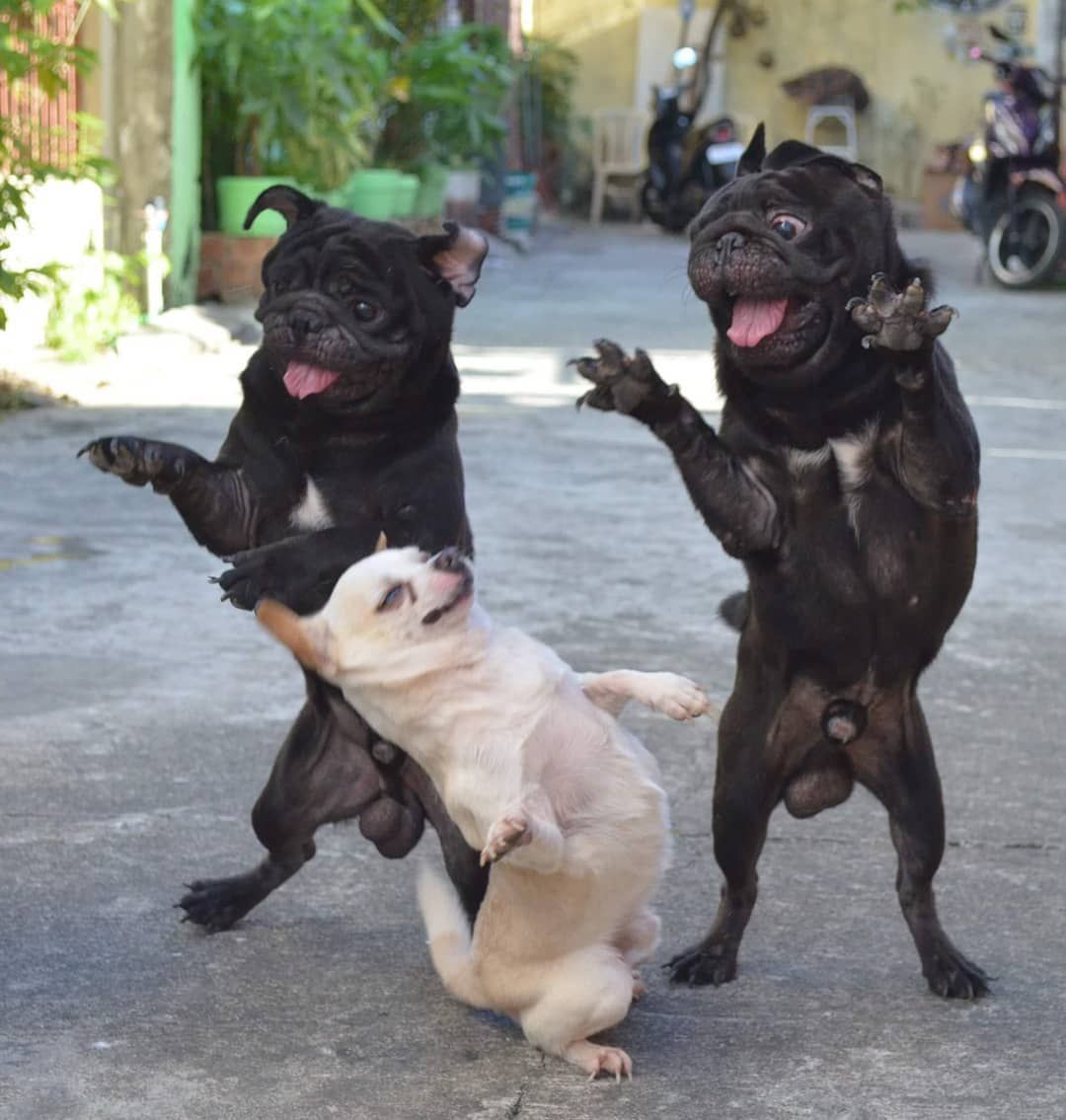 9GAG's tweet image. Dance for me, dance for me, dance for me, oh, oh, oh

📸 jericsadullo | IG