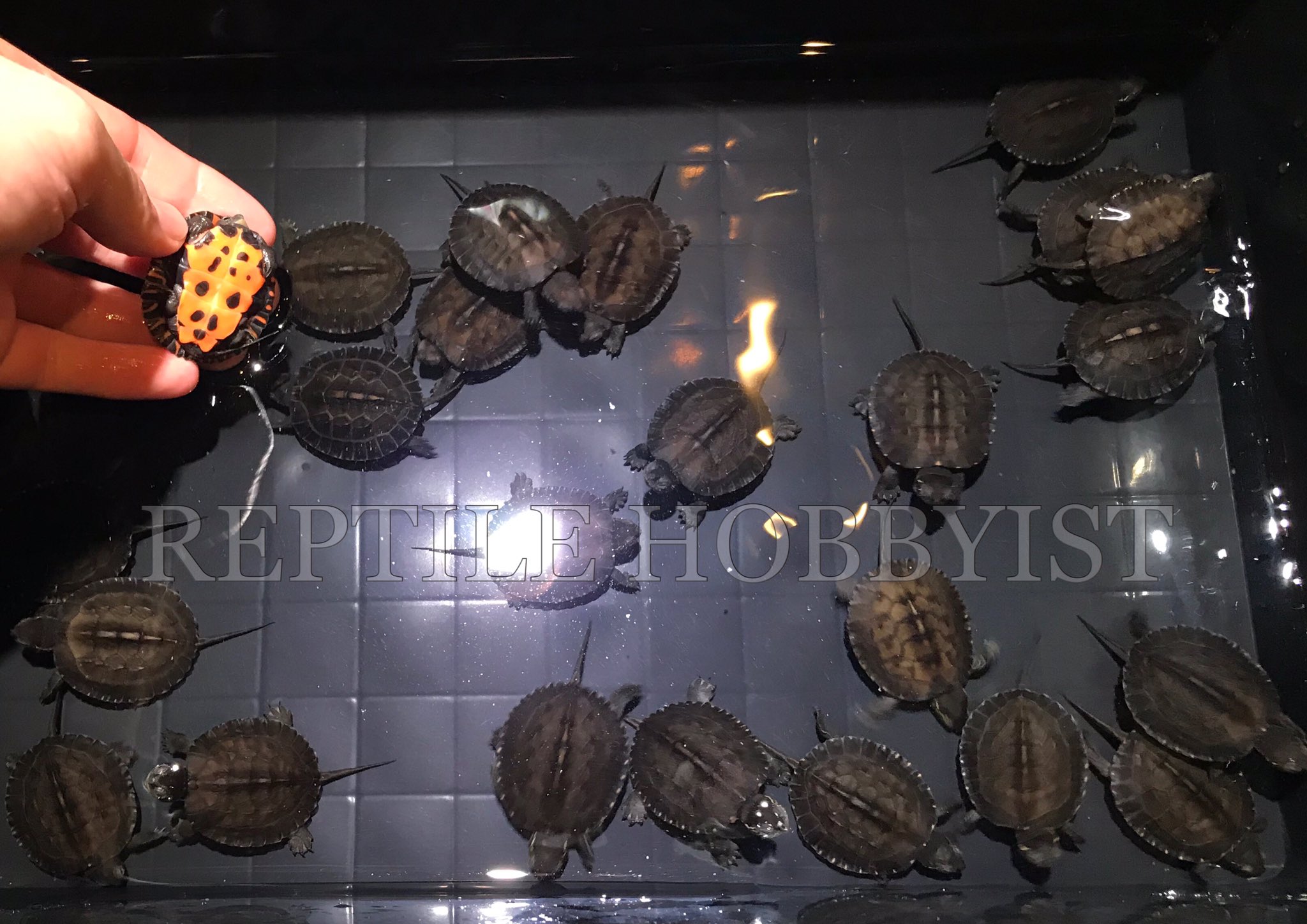 Reptile Hobbyist 今年もたくさんのカントンクサガメが孵化しています 当店hpにて販売中です T Co H3lxjllyax Reptilehobbyist T Co Gc8akgwg7a Twitter