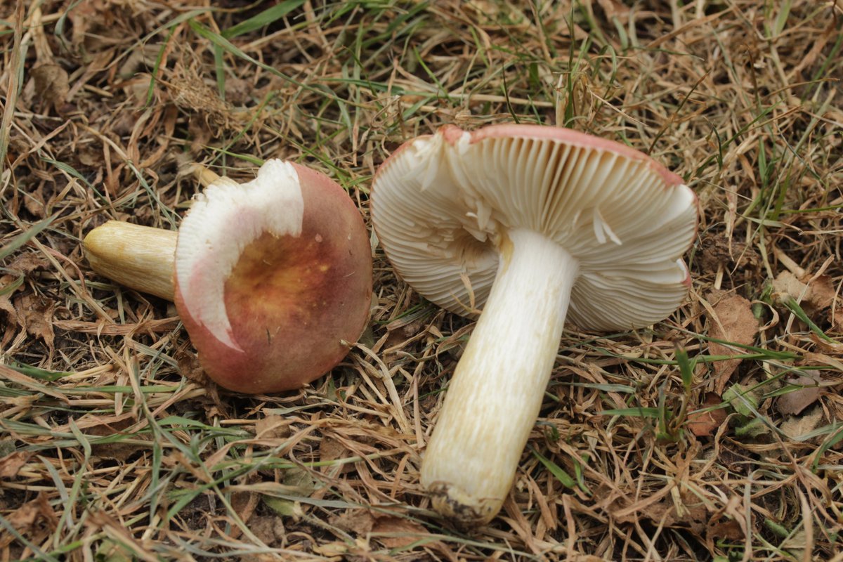 RPilze's tweet photo. Russula graveolens agg.

#Russulagraveolens #Russula #HeringsTäubling #Täubling #brittlegill #russule #mushroom #mushrooms #fungus #fungi #pilz #pilze #champignons #champignon #nature #natur https://t.co/tRZxOnYjRx