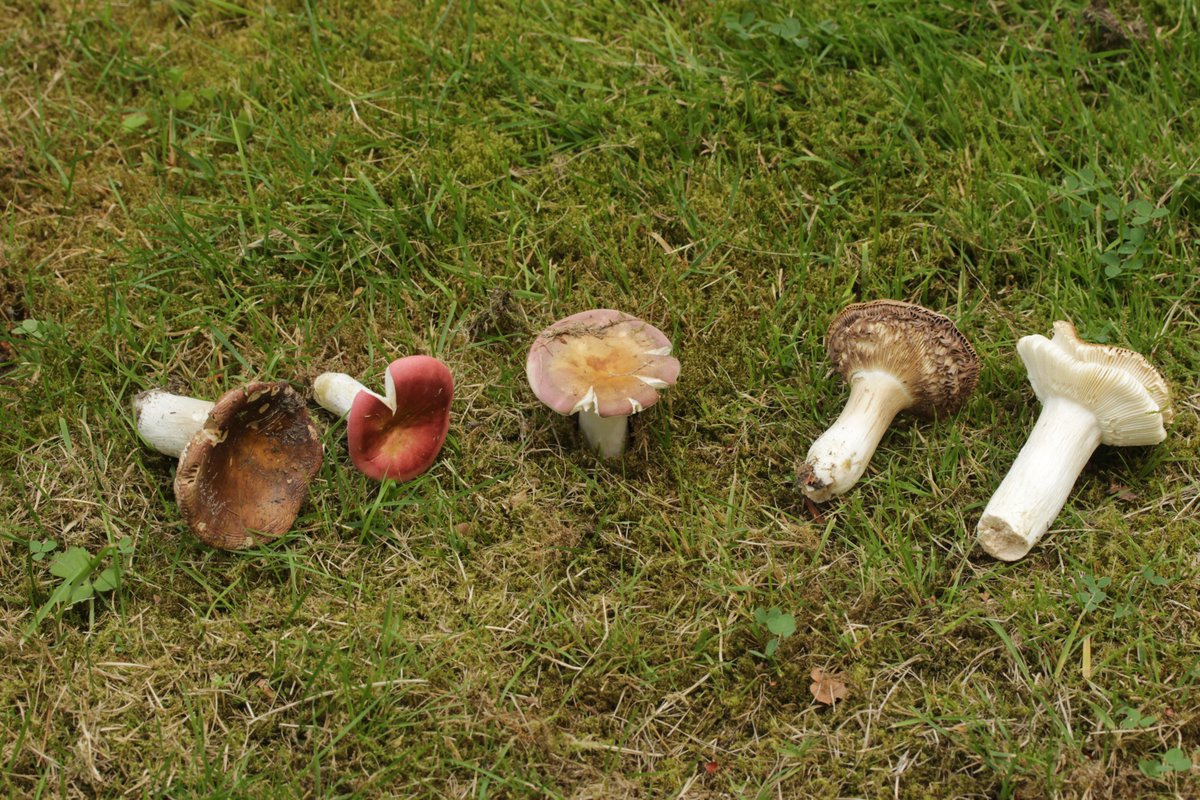 RPilze's tweet photo. Russula graveolens agg.

#Russulagraveolens #Russula #HeringsTäubling #Täubling #brittlegill #russule #mushroom #mushrooms #fungus #fungi #pilz #pilze #champignons #champignon #nature #natur https://t.co/tRZxOnYjRx
