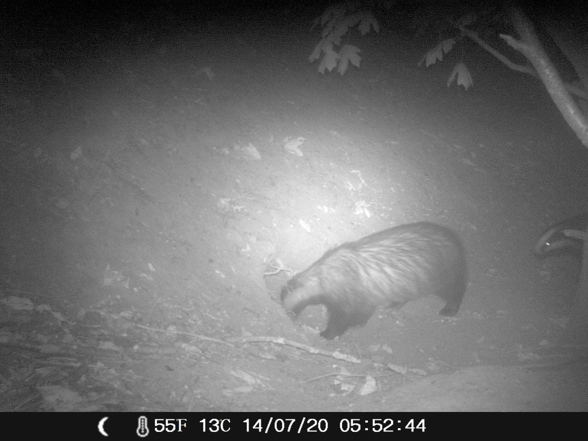 DICE_Kent's tweet photo. Badgers at @UniKent! Our PhD students Kate Allberry and @JessJessFisher did some great detective work and camera trapping to get these first photos of badgers on campus! 🦡🦡🦡 @UniKentSAC @UniKentGrounds https://t.co/AJbYO5d6Nv