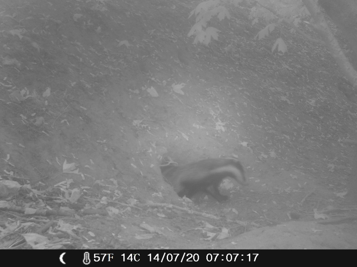 DICE_Kent's tweet photo. Badgers at @UniKent! Our PhD students Kate Allberry and @JessJessFisher did some great detective work and camera trapping to get these first photos of badgers on campus! 🦡🦡🦡 @UniKentSAC @UniKentGrounds https://t.co/AJbYO5d6Nv