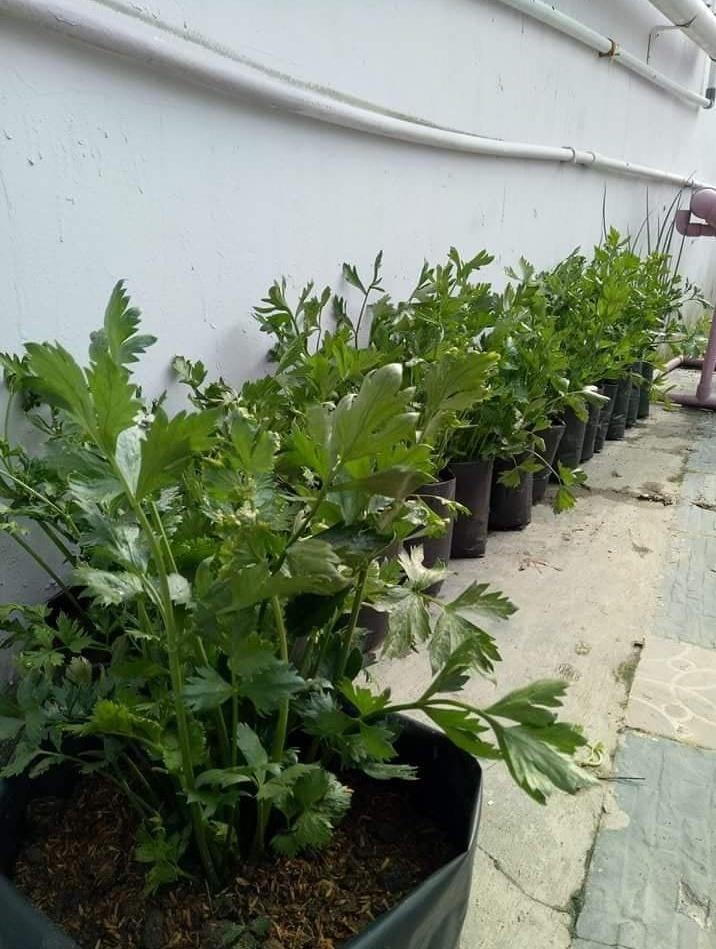 petanirumah's tweet image. Usaha receh namun untung besar. Jual seledri dalam polibag 15 ribu. Satu bungkus Benih 15 rb bisa 100 polibag. Beli polibag 1 kg 20 rb. 1 minggu habis 100 polibag.