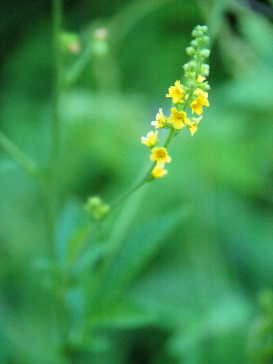 キンミズヒキ 花言葉