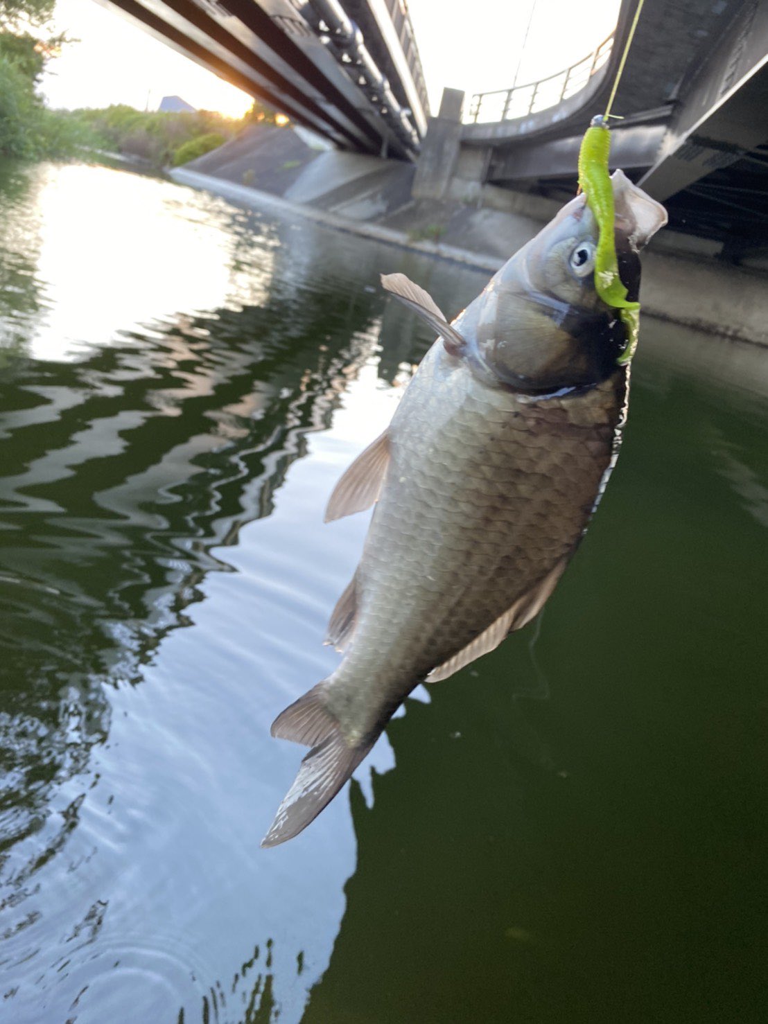 Twitter 上的 バス釣り初心者 今日多々良沼でフナを釣りました フナ釣り バス釣り 多々良沼 群馬館林 橋の下 T Co Opcpiouk6k Twitter