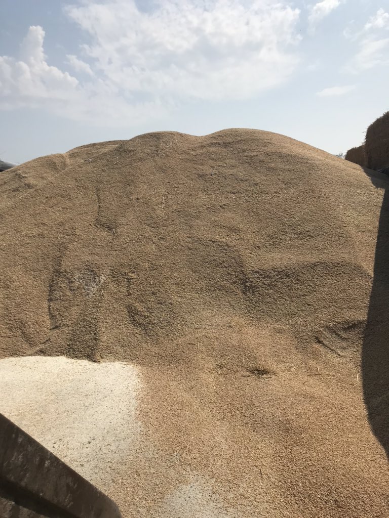 tomsmithfarmer's tweet image. Just treated this years winter wheat with maxamon. First year doing it as looking to move away from caustic soda treated wheat. What are people’s thoughts? Pros and cons?