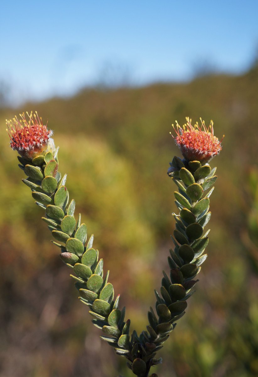 Grootbos (@grootbos) on Twitter photo Even after 20 years of documenting the botanical species on Grootbos, we haven’t found them all. Lockdown provided a great opportunity for field work and our <a href="/GrootbosNGOZA/">Grootbos Foundation</a> conservation team have recorded an additional 26 plant species on Grootbos bringing the total count to 855! Even after 20 years of documenting the botanical species on Grootbos, we haven’t found them all. Lockdown provided a great opportunity for field work and our <a href="/GrootbosNGOZA/">Grootbos Foundation</a> conservation team have recorded an additional 26 plant species on Grootbos bringing the total count to 855!